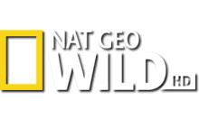 FR - NAT GEO WILD UHD 4KOTT